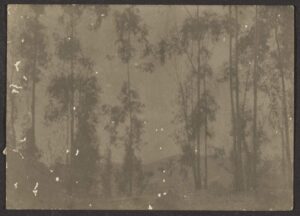 landscape with tall trees (inspirado en autum vibes de maison martin margiela)