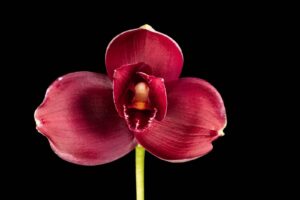 lycaste maria liz (inspirado en lost cherry de tom ford)
